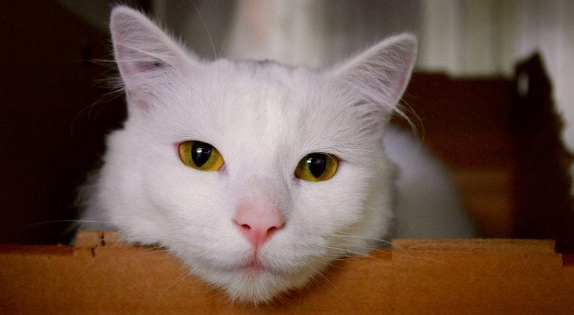 Pretty white cat resting head on cardboard edge