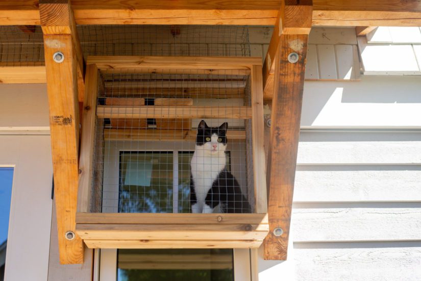 BC SPCA Catio tour