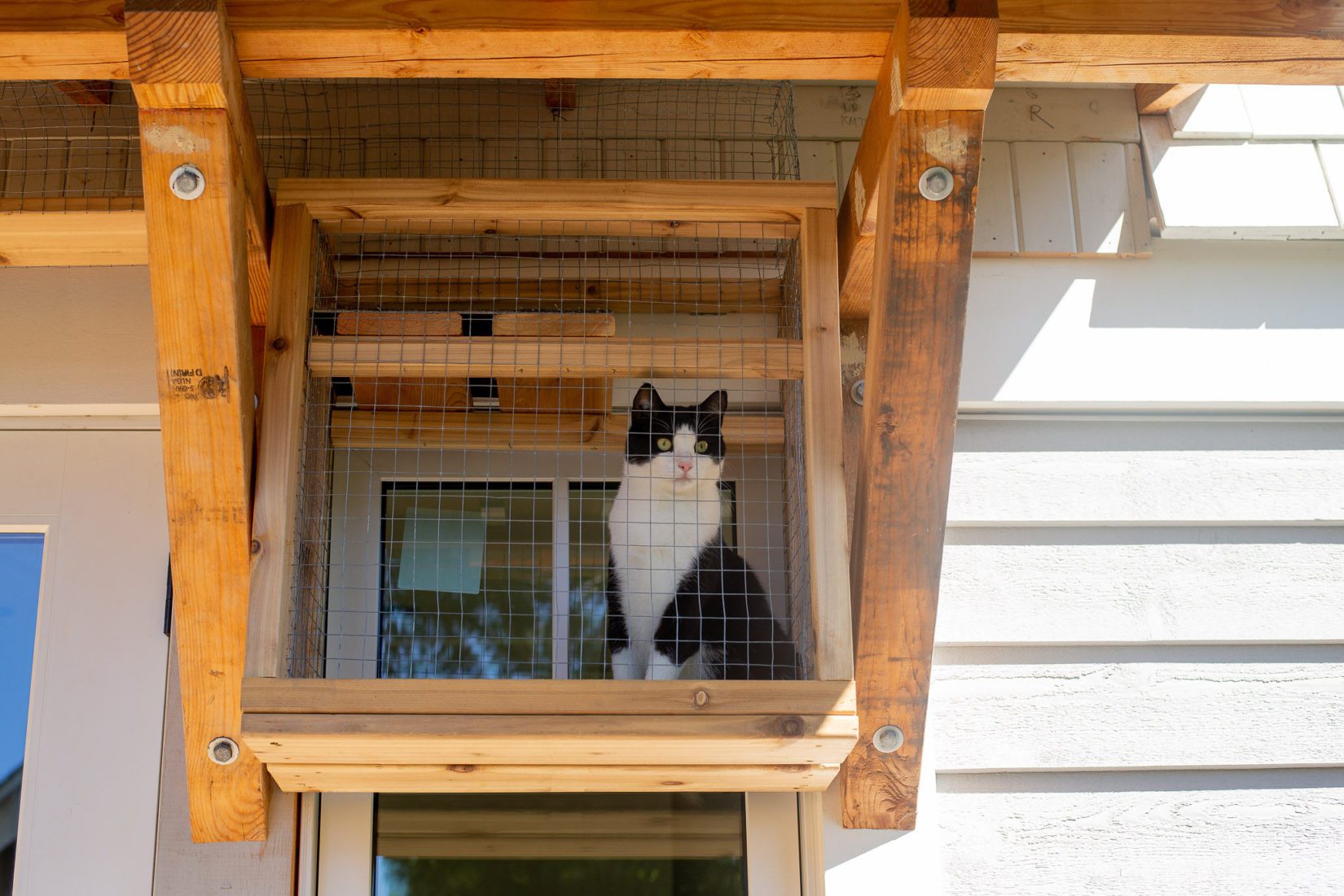 Why you should build a catio for your cat - BC SPCA