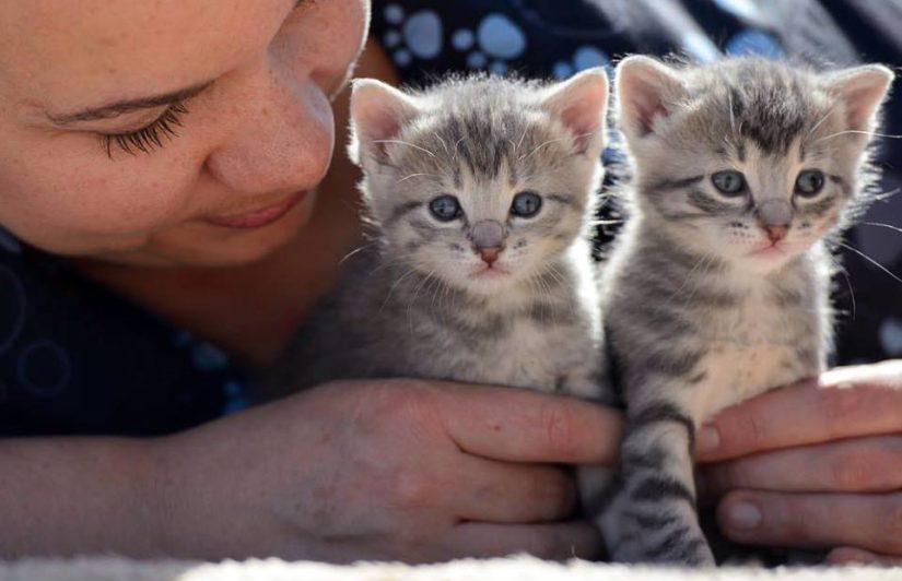 person with two kittens