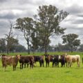 Beef cattle on pasture