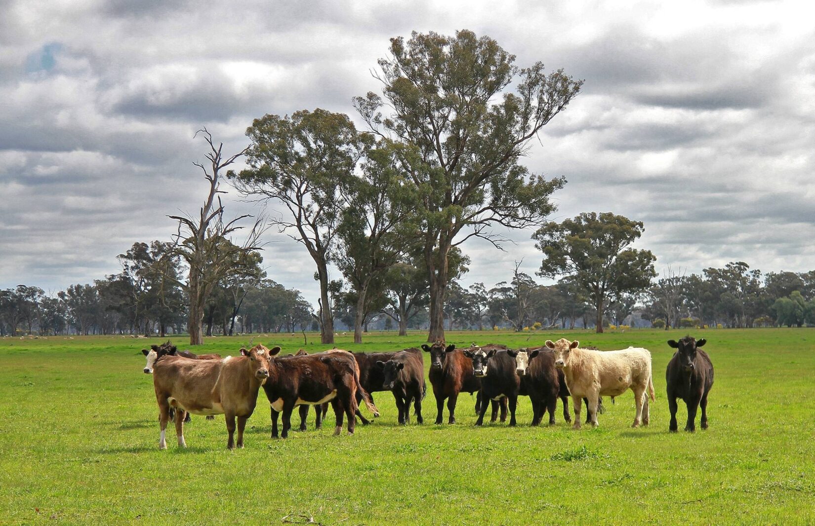 Beef cattle grazing on pasture