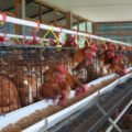 Laying hens in cages on a chicken farm