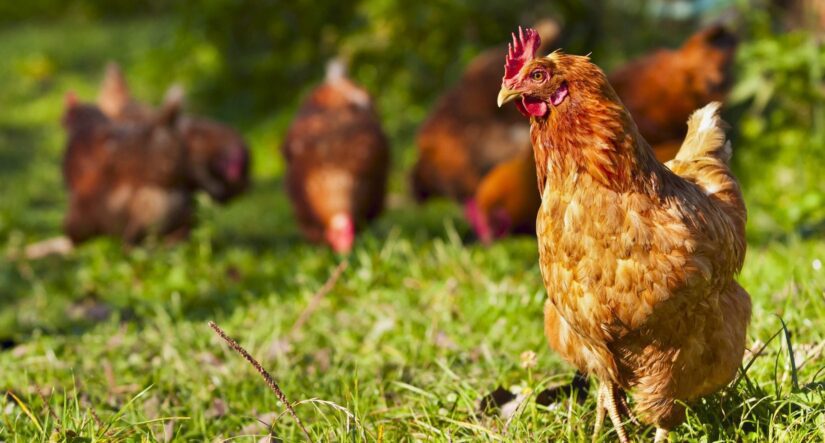 Free-range chickens may have it better but what makes a hen's life 'good'?  - ABC News