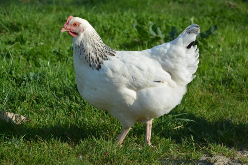 10 fun facts about chickens - BC SPCA