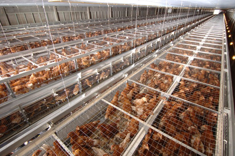 Laying hens housed in battery cages.