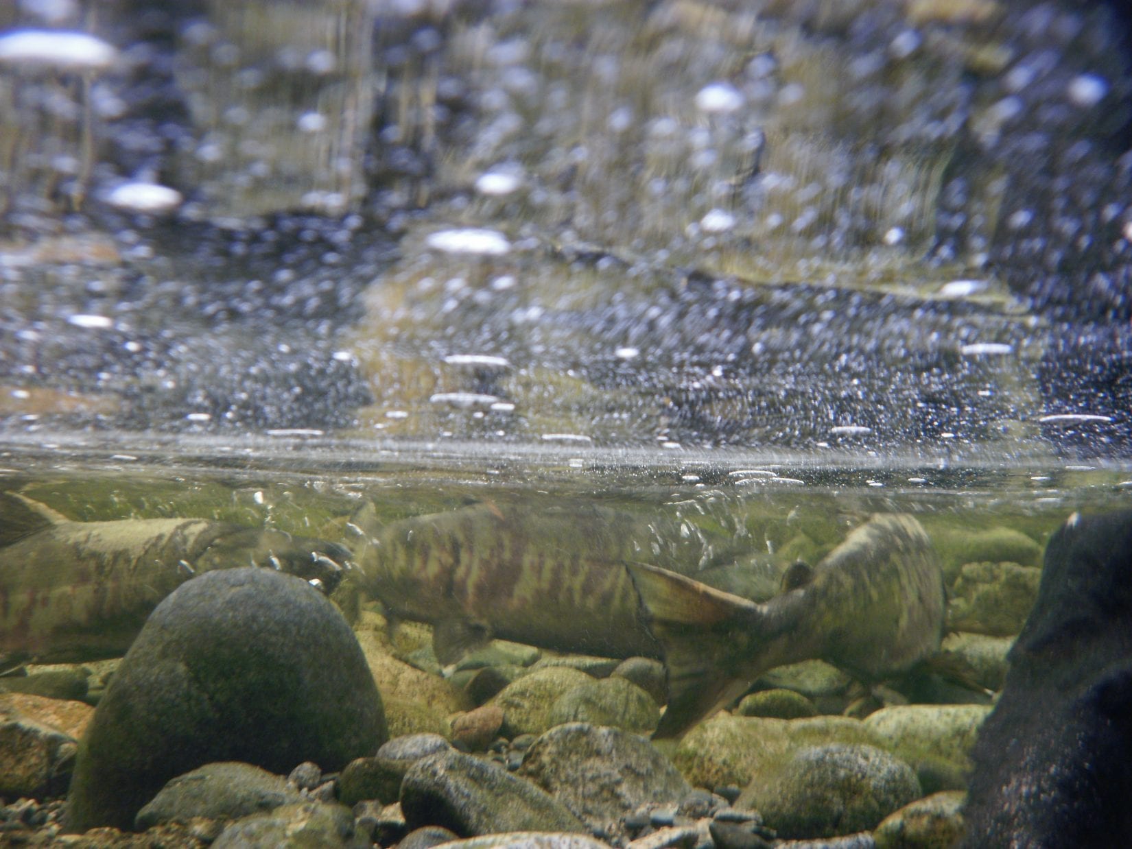 Chum salmon in river by Simon Matthews