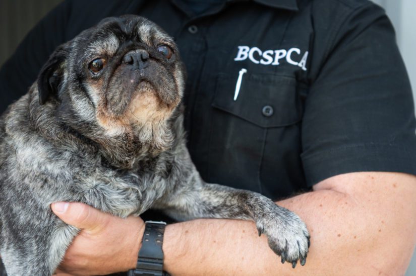 animal cruelty officer rescuing neglected senior dog