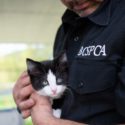animal cruelty officer holding kitten