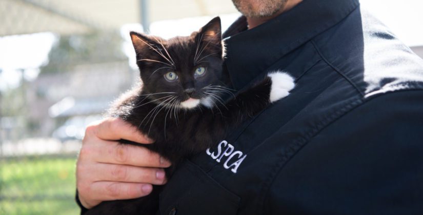 animal cruelty officer holding kitten