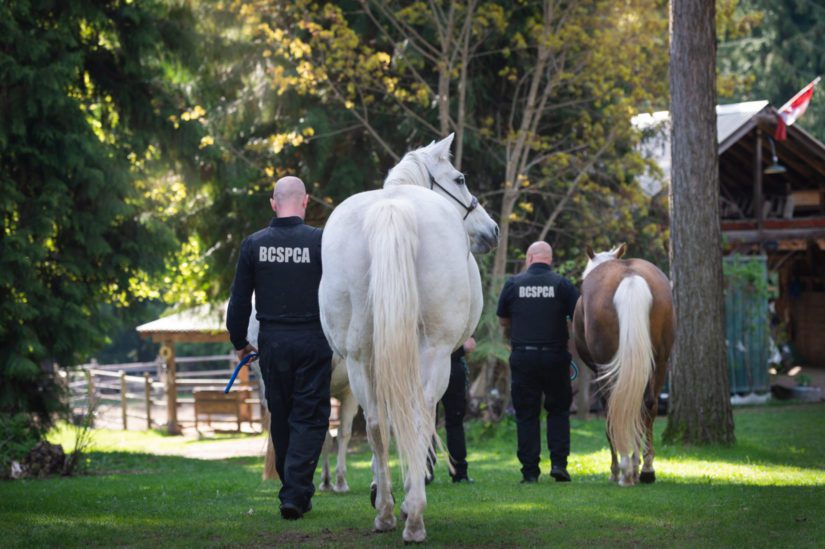 cid officers leading horses, walking away from camera