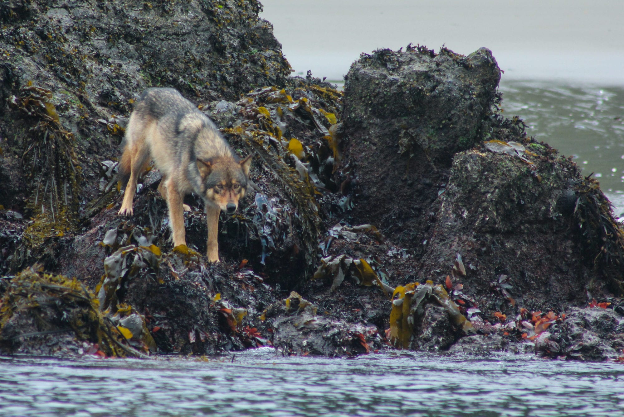 Coastal Wolf on the rocky edge of the water