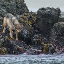 Wild coastal wolf near ocean on seaweed covered rocks