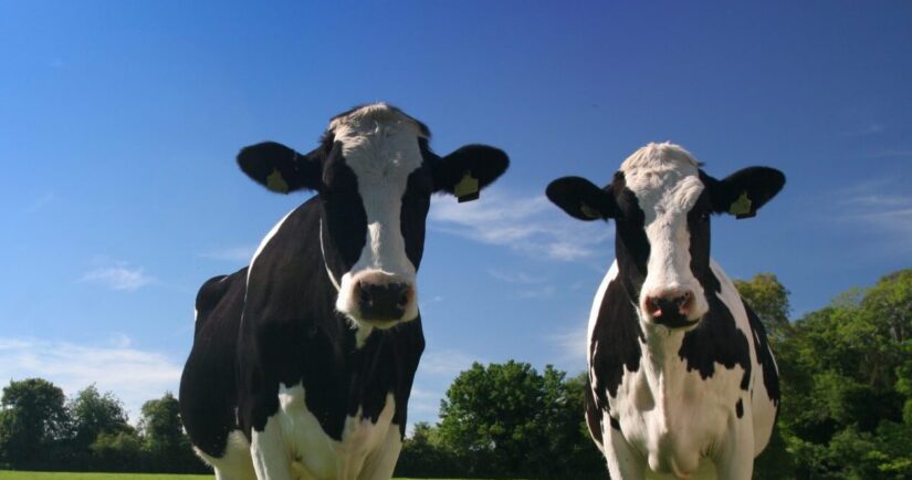 Two dairy cows outside on pasture