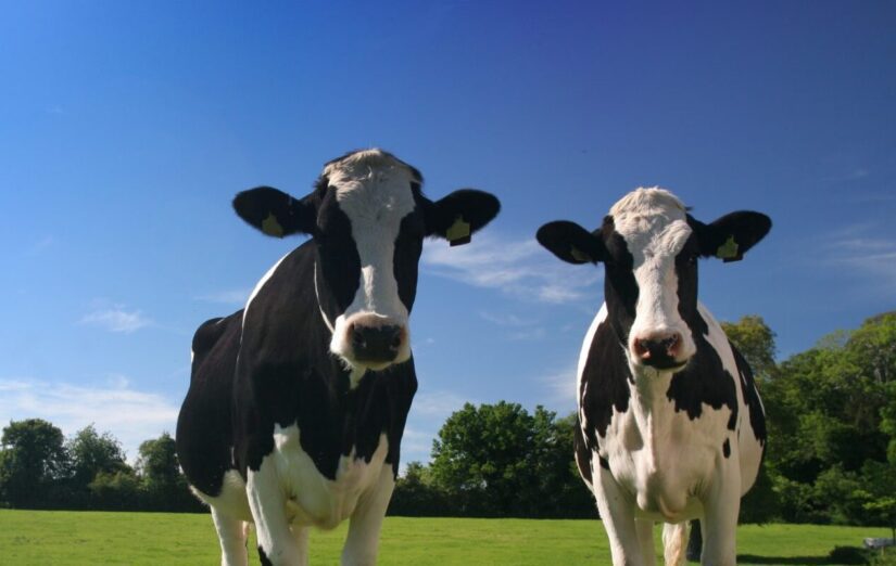 Two dairy cows outside on pasture