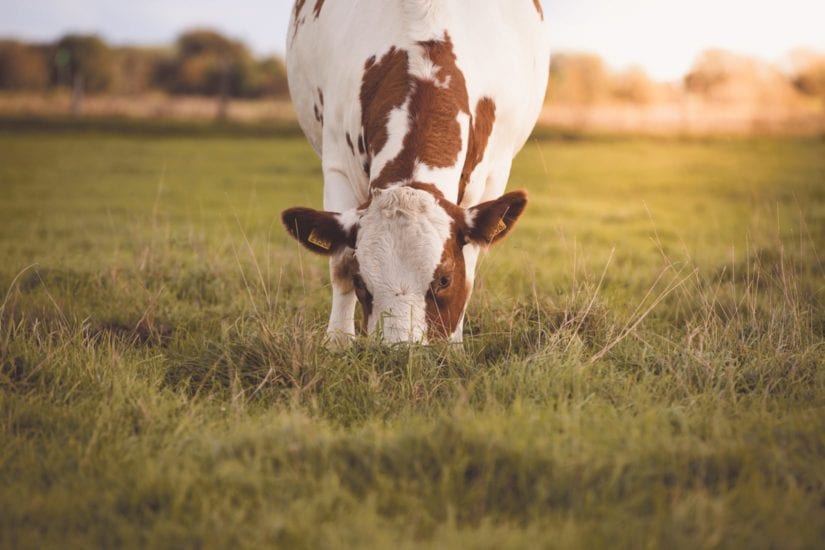 Cow grazing in a pasture