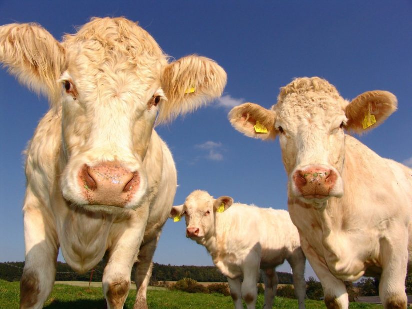 Beef cattle production in Canada Beef cattle production in Canada