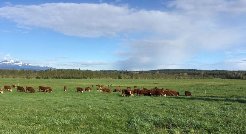 Cows in a pasture