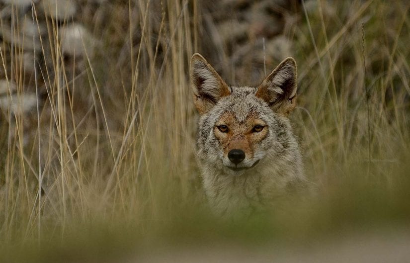 Wild coyote in tall long grass