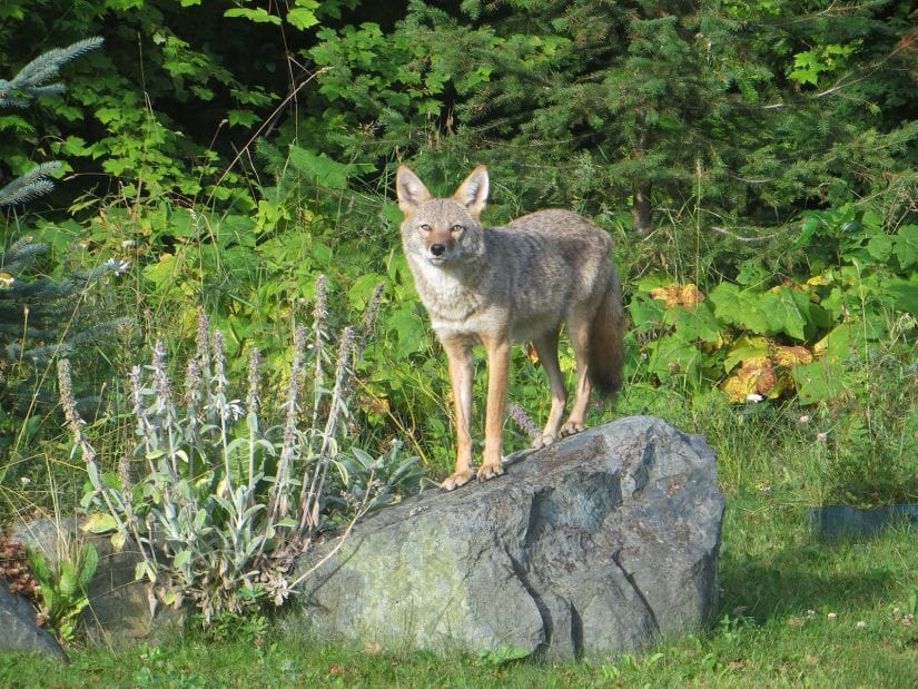 Wild coyote near forest standing on a rock