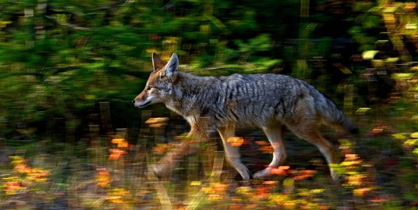 Running action shot of wild coyote