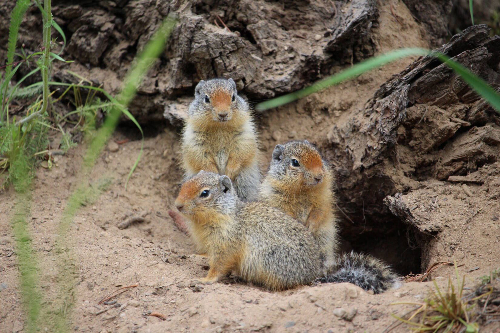 Three columbian ground squirrels in burrow