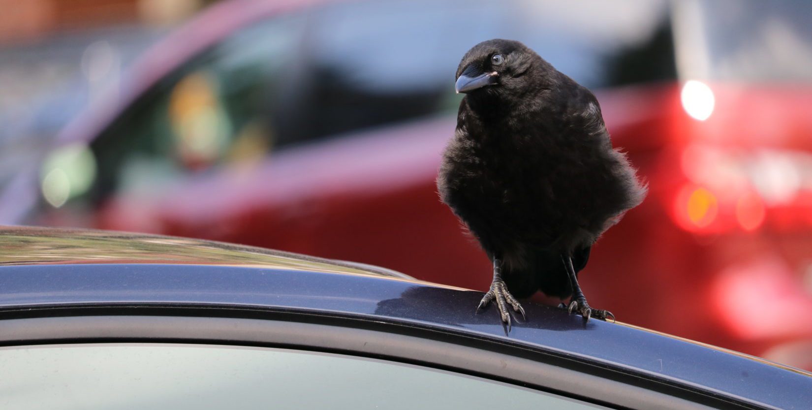 Crow standing on car