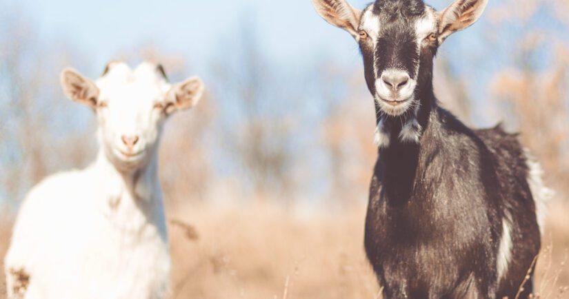 Dairy goats standing in a field on a sunny day - Code of practice goat welfare standards 