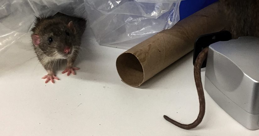 How To Catch A Mouse  Do-It-Yourself Pest Control