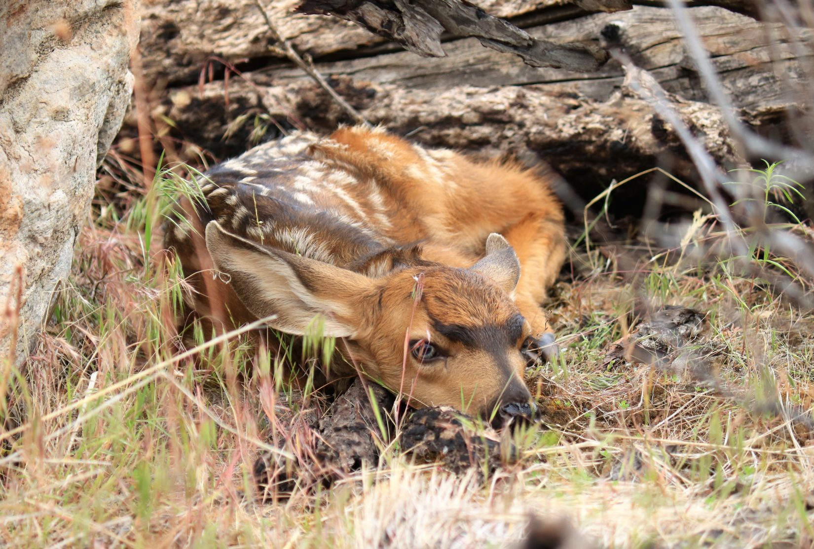 Deer fawn laying in grass