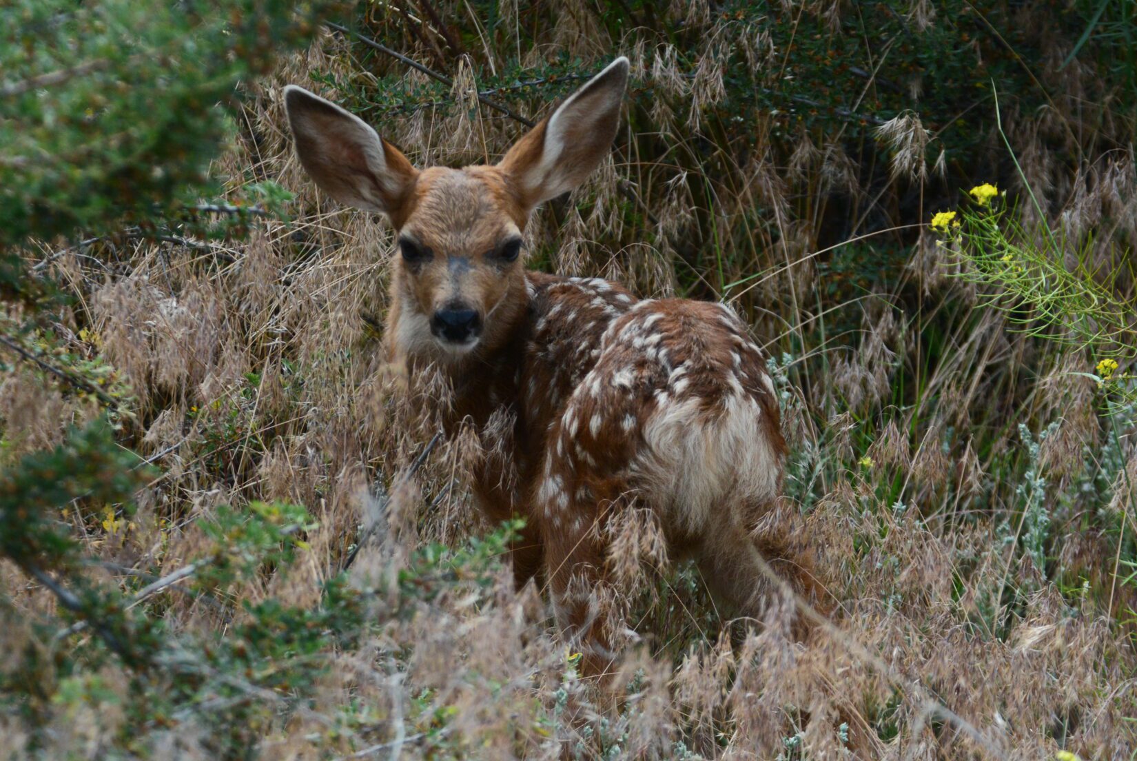 Deer fawn in grass and brush