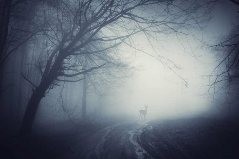 Deer in thick fog in a dark road at night