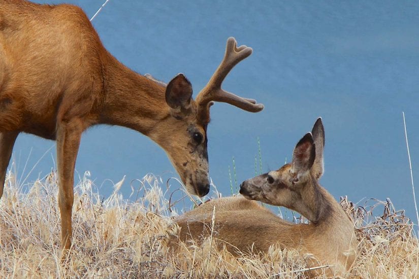 Wild deer on dried grass buck and young deer looking at each other