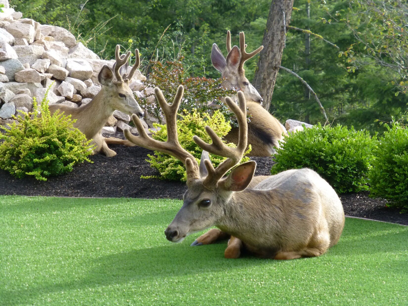 Deer resting on garden lawn