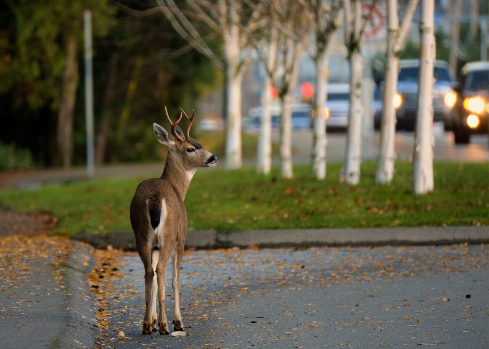 Young deer buck by roadside