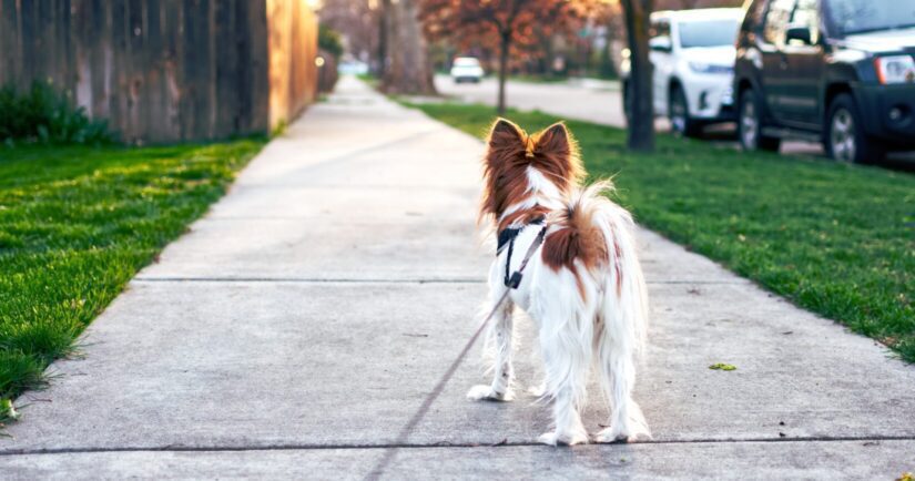 small dog on hot sidewalk in summer