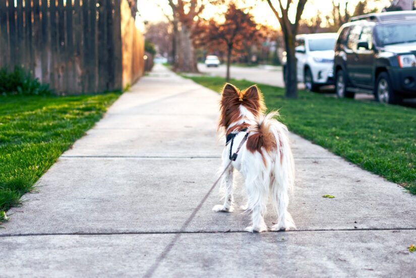 how do i protect my dogs paws on hot pavement