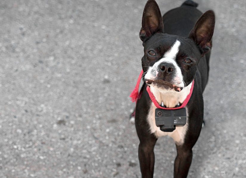 A young Boston terrier dog wearing a shock collar