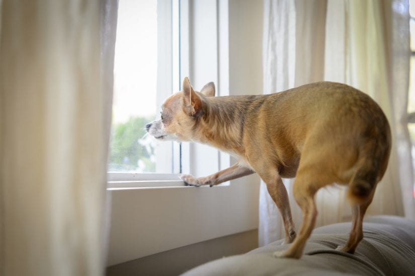 Dog waits for their owner to come home