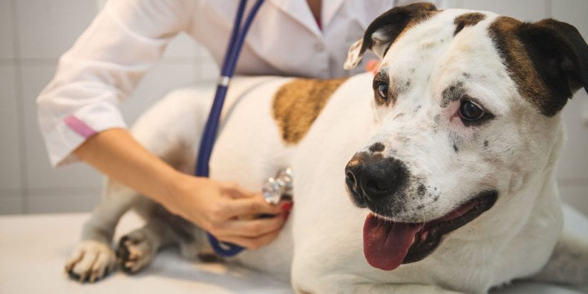 Dog at vet clinic getting check up