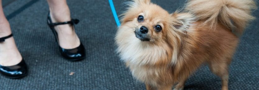 dog in the office