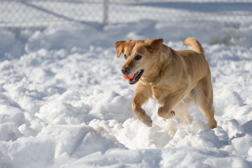 Protect your pet against harmful winter conditions - BC SPCA