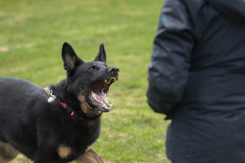 An aggressive dog barking and looking scary and angry