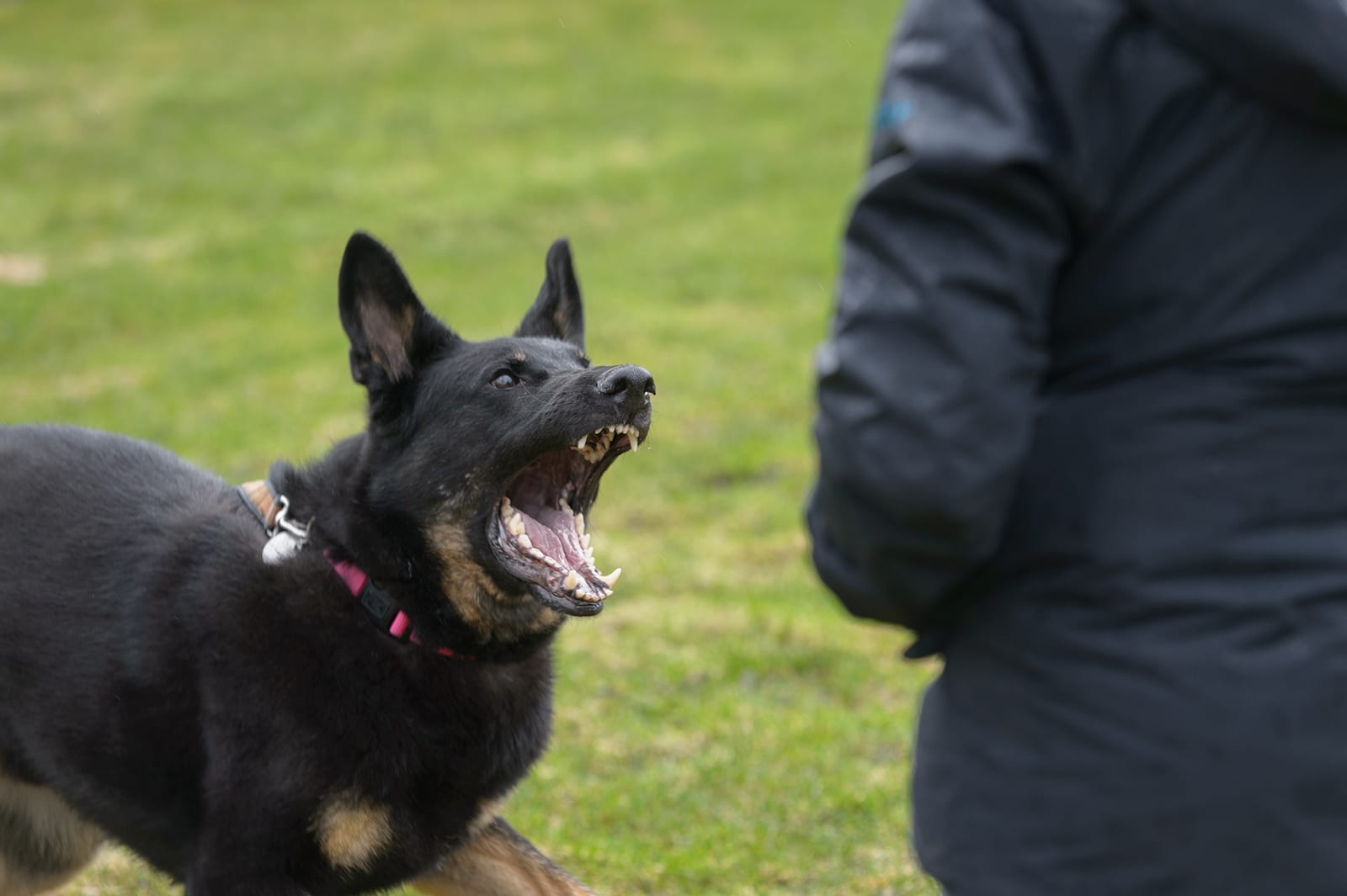 Dog being aggressive and looking scary while lunging