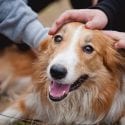 Children's hands caress and pet red border collie dog