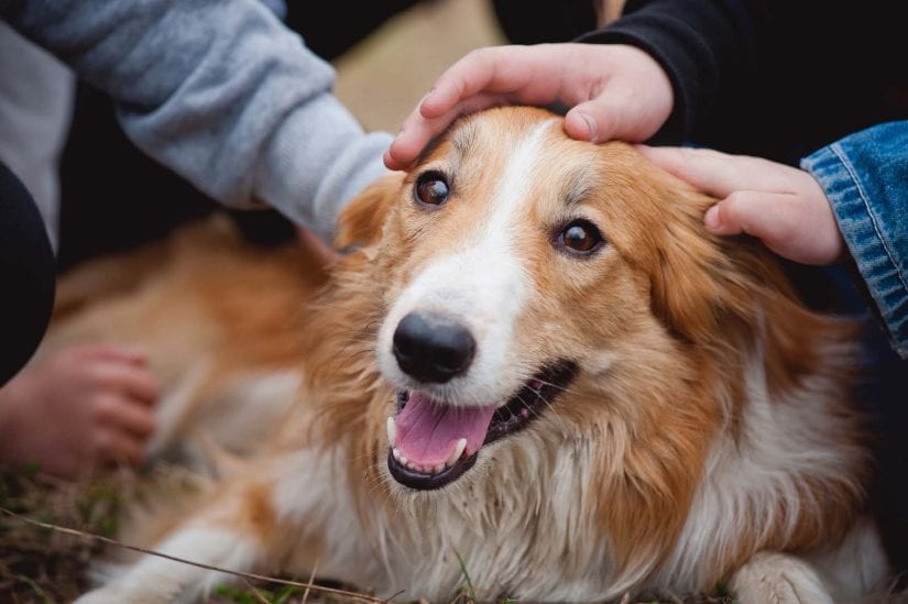 Children's hands caress and pet red border collie dog