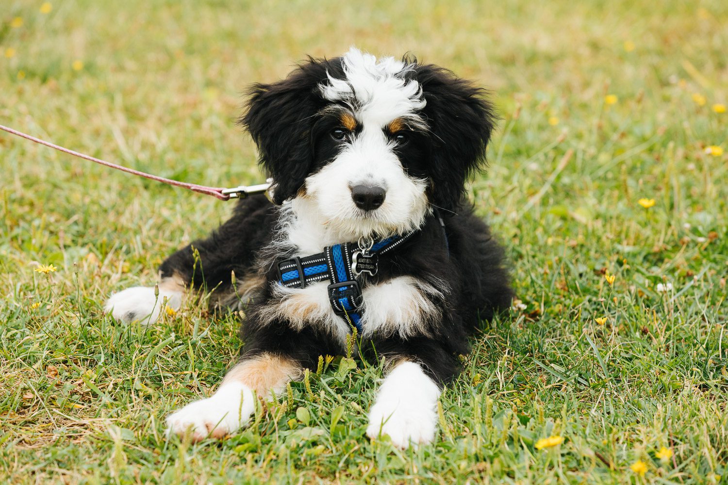 dog resting during outdoor training session