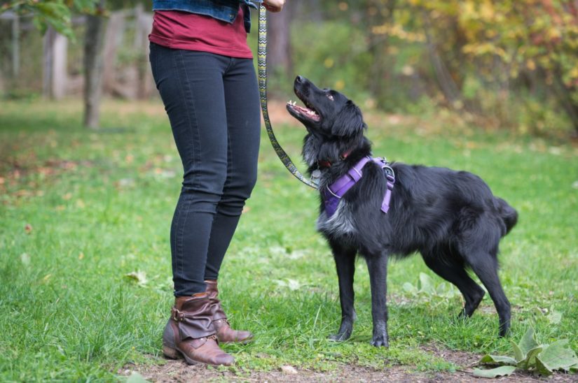 Black dog on leash in park looking up at woman