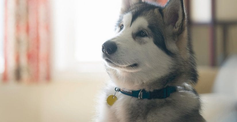 Curious husky dog indoors wearing collar and id