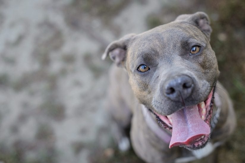 A happy smiling dog sitting outside looking up with tongue out